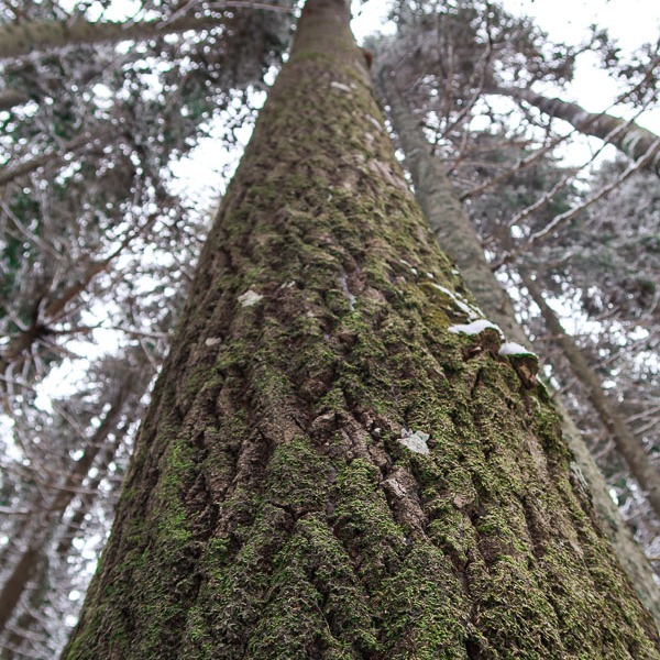 Laulavien puiden metsä, talvinen Karkali